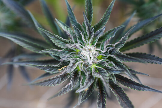 View of cannabis leaves with their sharp edges and deep purple hues, creating a mesmerizing pattern against the earthy tones of the soil, Garberville, California, United States.