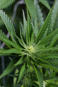 View of vibrant green cannabis leaves reach toward the light, their serrated edges a sharp contrast against the soft focus background, Garberville, California, United States.