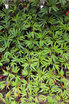 View of a vibrant sea of cannabis seedlings sprouting with bright green leaves and red stems, promising growth against the dark soil, Garberville, California, United States.