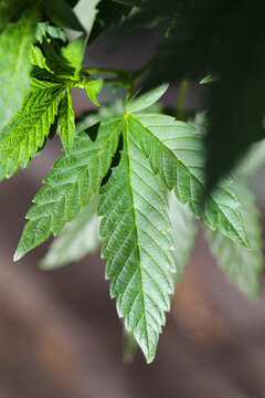 View of bright green cannabis leaves reaching for sunlight against the backdrop of a dark, textured surface, a study in contrasts, Garberville, California, United States.