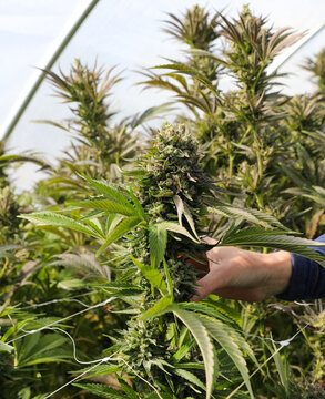 Aerial view of a hand reaching to touch the budding cannabis plants, with vibrant green leaves and purple accents, under a sunlit greenhouse roof, Garberville, California, United States.