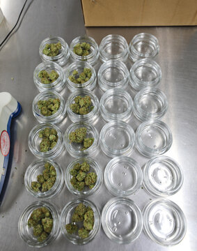 View of cannabis buds neatly arranged in clear glass jars, some empty and some filled, on a stainless steel surface, Garberville, California, United States.