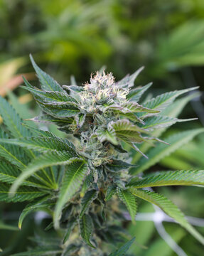 View of a vibrant cannabis plant bud bursts with trichomes against a soft green backdrop, showcasing nature's artistry, Garberville, California, United States.