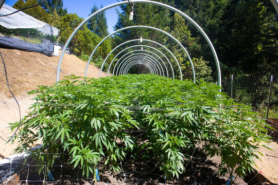 View of lush green cannabis plants thrive beneath a series of symmetrical white arches, creating a tunnel-like effect in Garberville, California, United States.