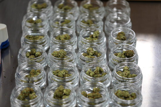 View of organized rows of clear glass jars, each filled with small, green buds, creating a mesmerizing pattern of light and shadow, Garberville, California, United States.