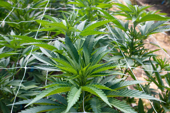 View of vivid green cannabis plants thriving under a white net, a sun-drenched field promising a bountiful harvest, Garberville, California, United States.