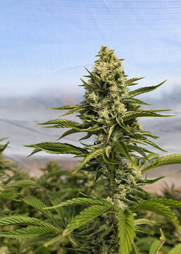 View of a lush cannabis plant stands tall, its verdant leaves and budding flowers a vibrant display against the soft, diffused light, Garberville, California, United States.