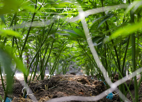 View of verdant cannabis plants reach for the light, their stalks rising from rich soil, creating a dense, vibrant green canopy, Garberville, California, United States.