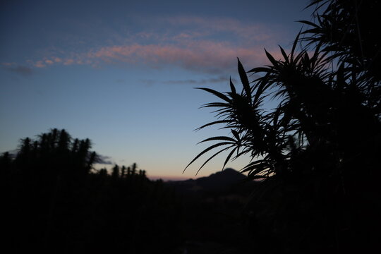 View of dark cannabis plants silhouetted against the fading light of dusk, with gentle pink hues on the clouds, Garberville, California, United States.