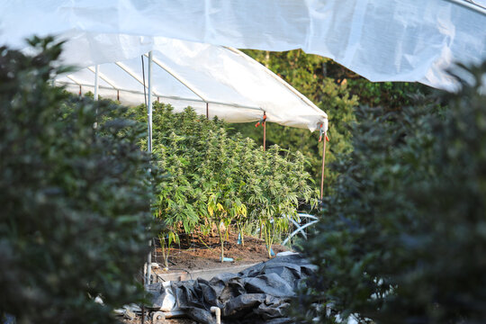 View of verdant plants thrive under the translucent canopy, a vibrant contrast against the dark foliage, bathed in the golden light, Garberville, California, United States.