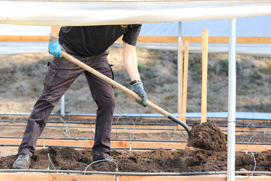 View of a gardener digging into the rich, dark soil inside a bright greenhouse, preparing the earth for planting, Garberville, California, United States.