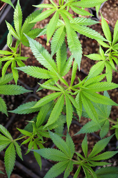 View of verdant cannabis plants burst forth in a symphony of green, their serrated leaves reaching for the light in tranquil cultivation, Garberville, California, United States.