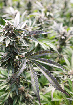 View of cannabis plants, with their distinctive fan leaves and budding flowers, stand in a garden, their colors and textures contrasting in Garberville, California, United States.
