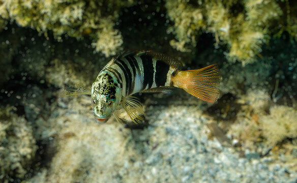 Serran &eacute;criture ou Perche de mer (Serranus scriba)