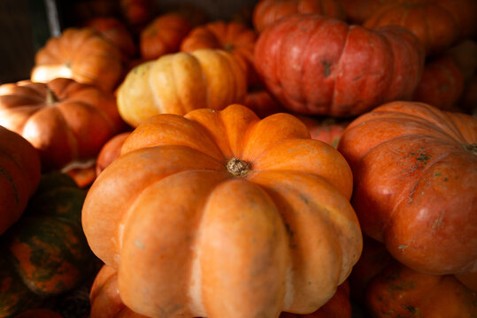 Pumpkins on display