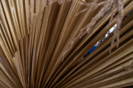Golden dried palm leaf