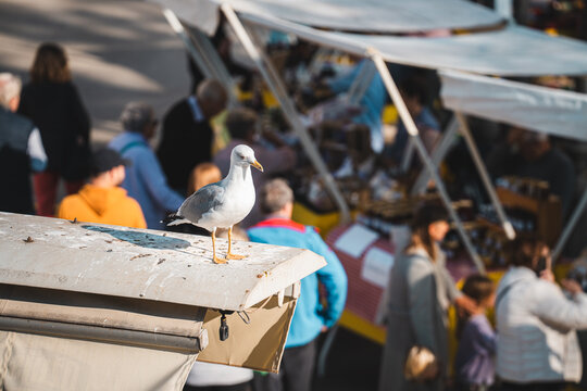 View of a seagull stands proudly on a weathered ledge, overlooking a bustling market scene filled with vibrant stalls and curious shoppers, Pula, Croatia.