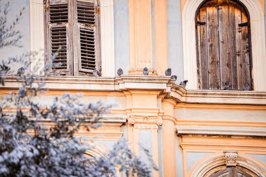 View of pigeons perched along the ornate ledge of a weathered building with faded shutters, contrasted against a vibrant, snow-dusted tree, Pula, Croatia.