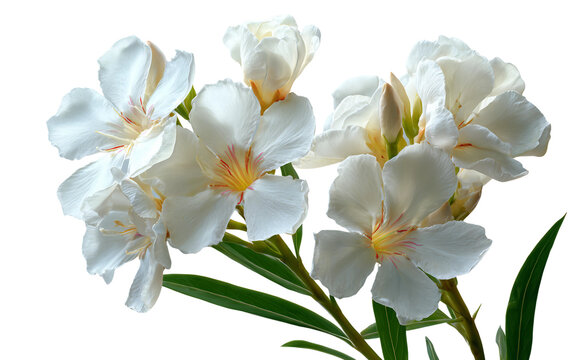 White oleander flower cluster showcasing delicate blooms, elegant structure, and refined botanical beauty isolated on transparent background PNG
