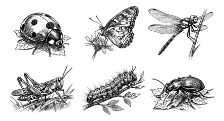 Fototapeta premium Detailed ink drawings of six different insects in a scientific illustration style