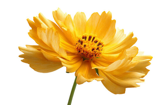 Macro style yellow coreopsis daisy emphasizing soft texture and natural wildflower elegance isolated on transparent background PNG