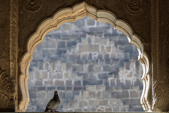 View of a pigeon perched gracefully within an ornate archway, framing a textured stone wall under a soft, diffused light, Bandikui, Rajasthan, India.