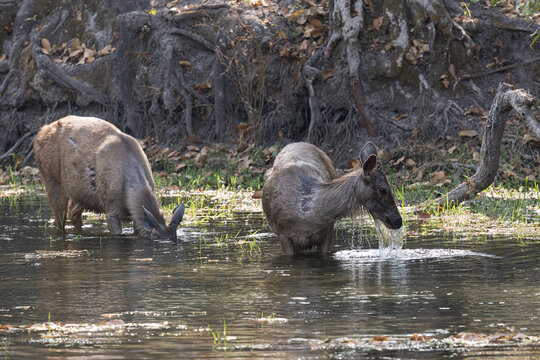 View of two Sambar deer wading in a shallow pond, their reflections shimmering on the water's surface surrounded by the forest, Bandhavgarh, Madhya Pradesh, India.
