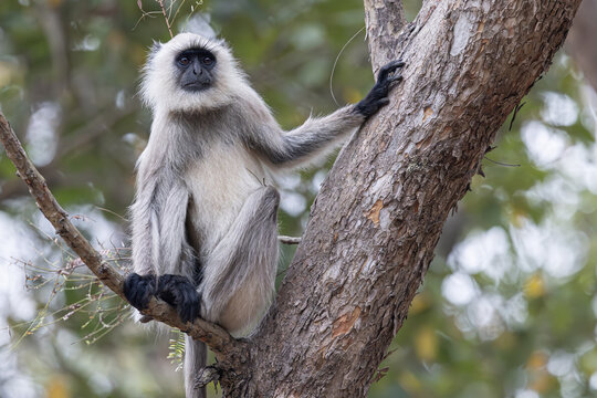 View of a gray langur monkey, perched on a rough-textured tree branch, its black face contrasting with its pale fur in Bandhavgarh, Madhya Pradesh, India.