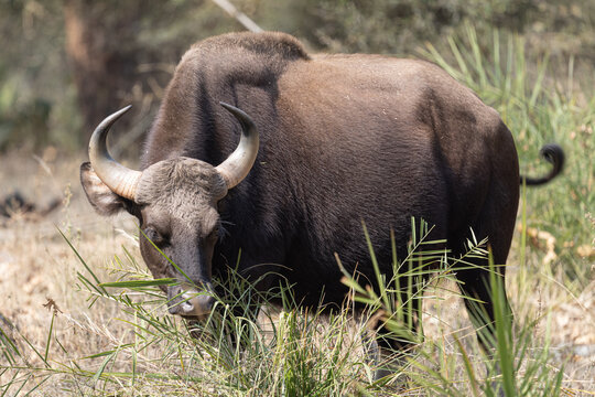 View of a majestic gaur, with its powerful build and curved horns, grazes peacefully amidst the dry grasses, a scene of raw beauty, Bandhavgarh, Madhya Pradesh, India.