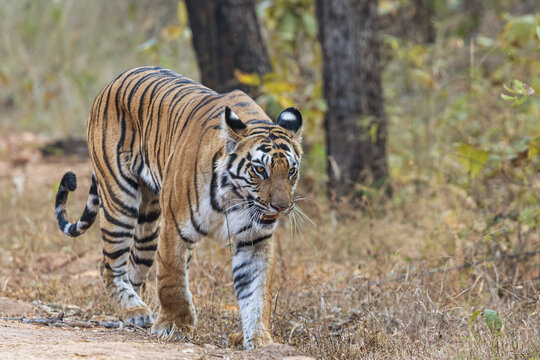 View of a majestic tiger, its orange coat ablaze with black stripes, strides confidently on the dry, earthy path, Bandhavgarh, Madhya Pradesh, India.