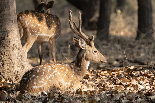 View of spotted deer rests among dry leaves, sunlight dappling its coat, as another stands watch near the trees, Bandhavgarh, Madhya Pradesh, India.
