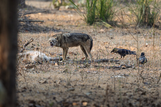 View of a golden jackal stands guard over its kill as ravens lurk nearby in the dry, sun-baked earth, Bandhavgarh, Madhya Pradesh, India.
