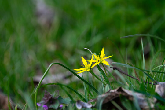 Wiesen-Gelbstern (Gagea lutea) auf einer Wiese im Fr&uuml;hling, leuchtend gelbe Fr&uuml;hbl&uuml;her.