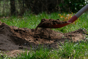 Fototapeta premium Gartenarbeit mit roter Schaufel beim Aufnehmen von Erde im Garten.