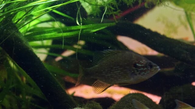 pumpkinseed predator hunt in ambush, common roach and rudd fish, bur-reed aquatic plant, organic sediment polluted water, sand substrate, algae on driftwood, planted aquascape, Chorhun river biotope