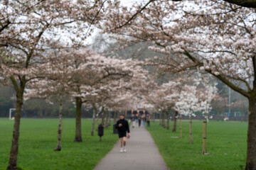 Naklejka premium Cherry blossom trees lining park pathway