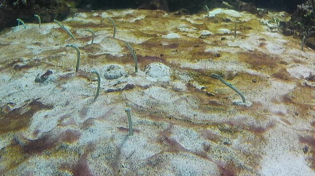 Colony of marine eels of Heteroconger genus, possibly Heteroconger Hassi,  on seafloor in oceanarium, gently moving from side to side half hidden in their seafloor holes. 