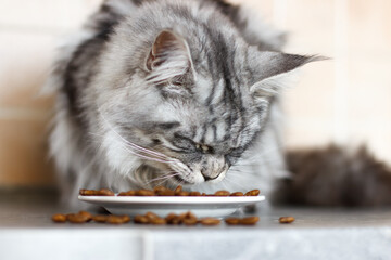 Gray striped cat eats dry food. The process of feeding. Maine Coon close up © Hanna Abramova