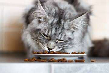 Gray and white Maine Coon eating dry food © Hanna Abramova