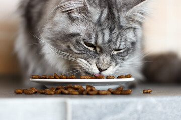 Cat eating dry food. Maine Coon breed. Close up. © Hanna Abramova