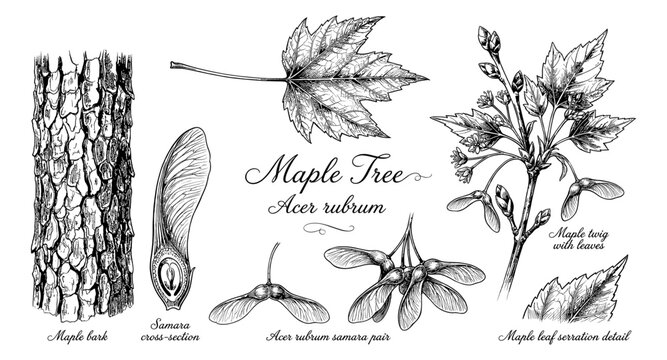 Detailed illustration of Acer rubrum maple tree parts including bark, leaf, and samaras