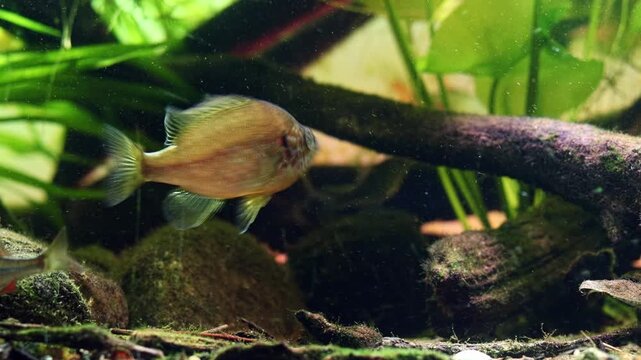 pumpkinseed dominant male aggression, common roach and rudd fish, bur-reed aquatic plant, organic sediment polluted water, sand stone pebble substrate, algae on driftwood, Chorhun river biotope