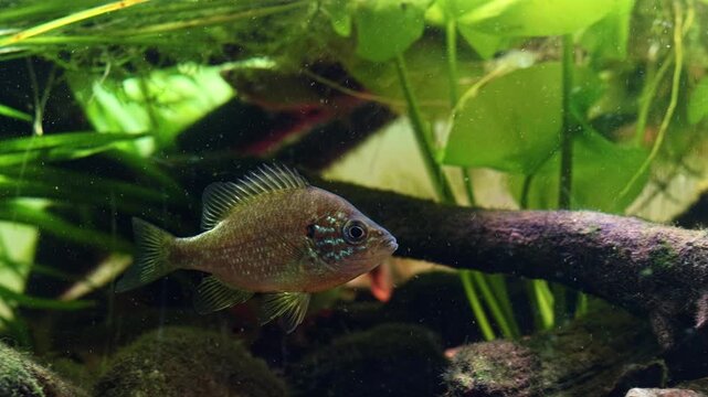 pumpkinseed predator aggression, common roach and rudd fish, bur-reed aquatic plant, organic sediment polluted water, sand substrate, algae on driftwood, planted aquascape, Chorhun river biotope