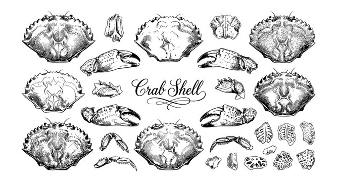 Detailed illustration of crab shells and claws in a vintage sketch style