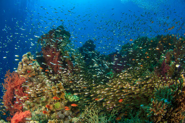 Colorful scene of a frenetic reef area somewhere in the Red Sea. © Francisco