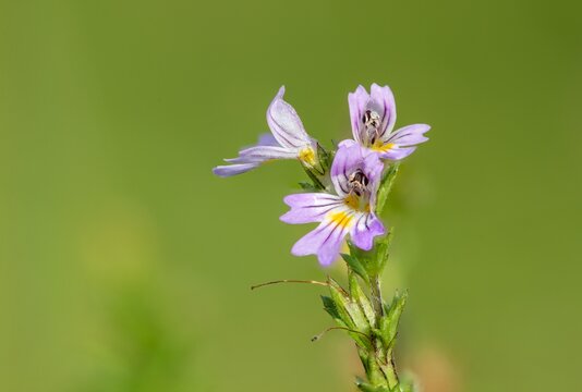 Macro shot of eyebright (euphrasia officinalis) flowers in bloom