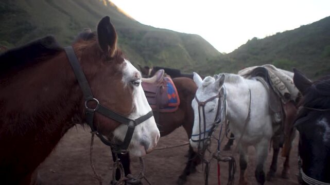 Caballos en monta&ntilde;a