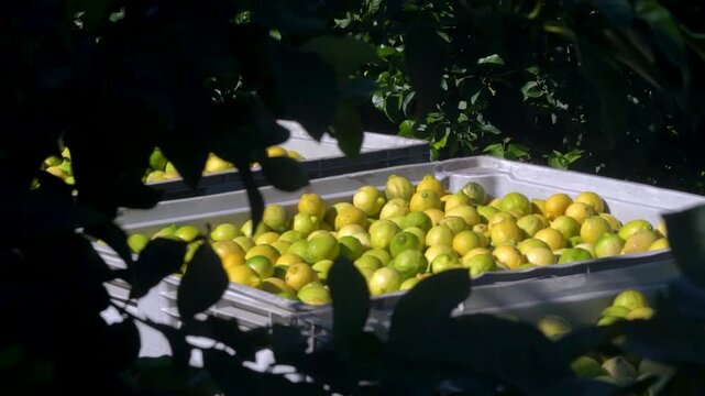 cosecha de lim&oacute;n