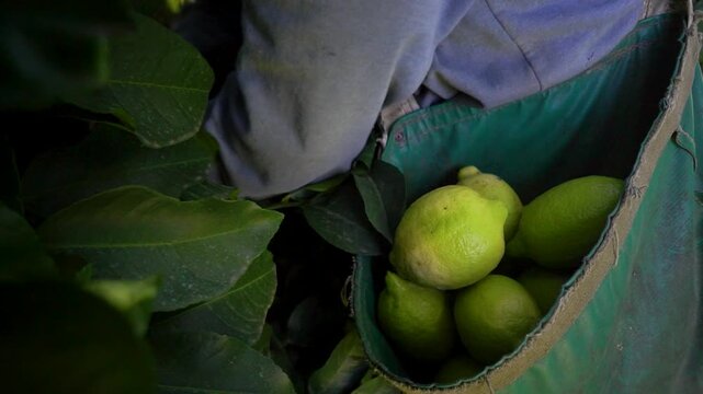 cosecha de lim&oacute;n
