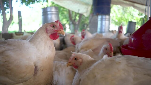 Pollos en granja